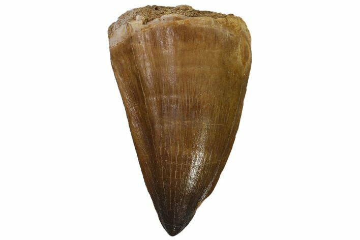 Fossil Mosasaur (Prognathodon) Tooth - Top Quality #114161